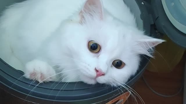 Cat Disguised as Rice