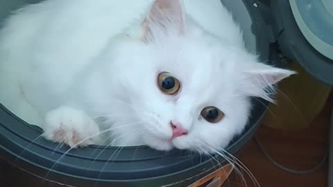Cat Disguised as Rice