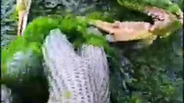 Top viral fish fishing Amazing fish video tik tok