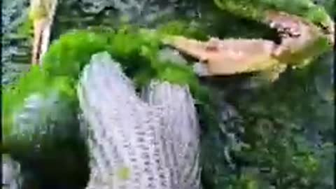 Top viral fish fishing Amazing fish video tik tok