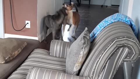 Wild Run About the House with Tucker Carlson and Claire Bear