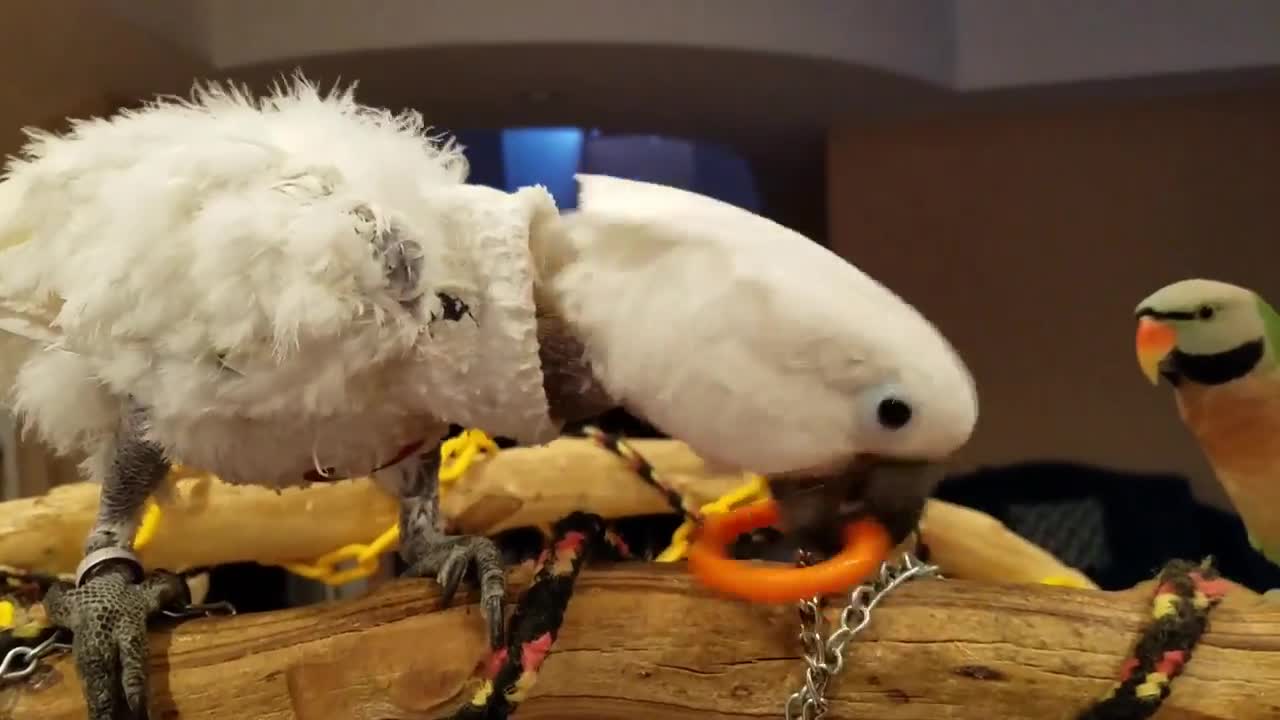 Parakeet agrees that his wife is crazy during interview