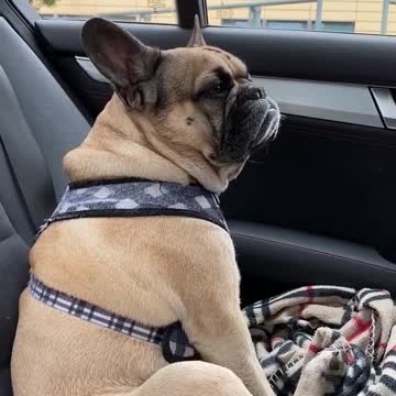French Bulldog loves to sing karaoke during car rides