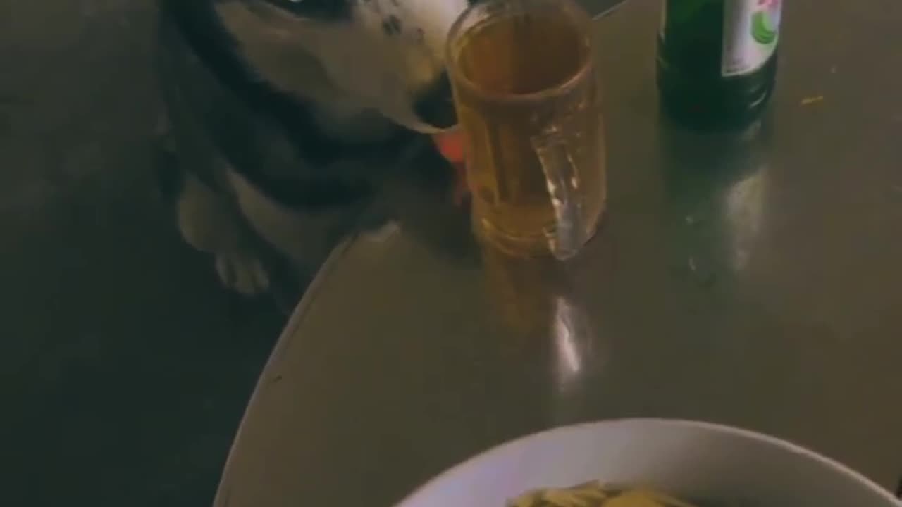 Dog funny video 🐶Dog funny video 🐶