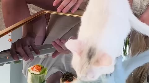 Feeding A Cat $10 Vs $10,000 Sushi