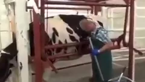 What A Sick World We Live In! These Cows Are Feed Through Their Stomach In Unnatural Way!