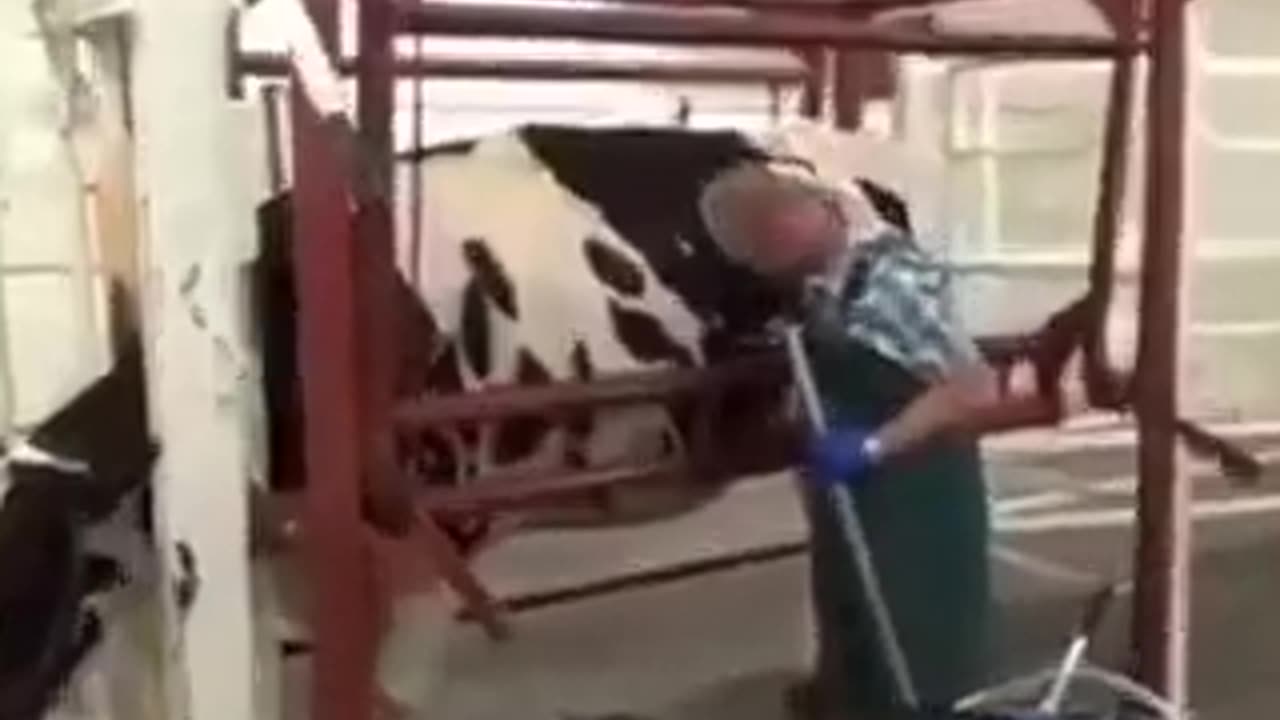 What A Sick World We Live In! These Cows Are Feed Through Their Stomach In Unnatural Way!