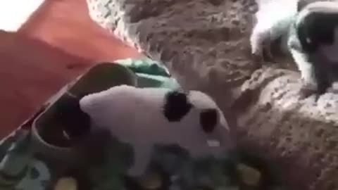 Puppy summit happiness