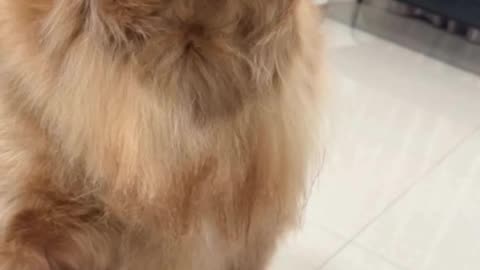The Funniest Dogs That Will Make Your Day – Must-See Hilarious Moments! 🐶🤣"