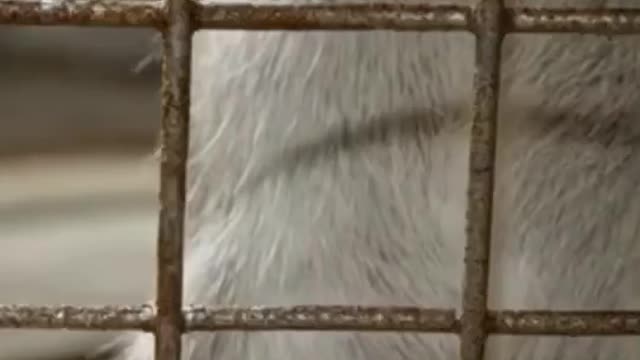 Do you have friend similar character as video