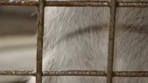 Do you have friend similar character as video
