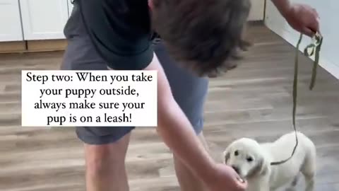 How to Potty Train your Puppy!
