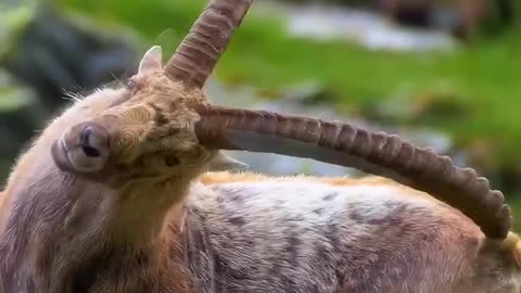 Fringe benefits of having long horns