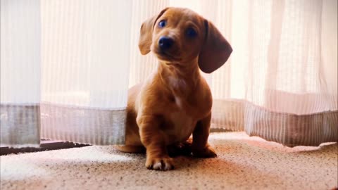 Beautiful small Dog moves
