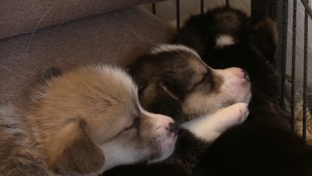 Sleeping cute puppies