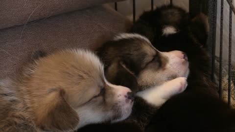 Sleeping cute puppies