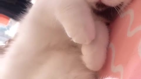 beautiful cat and dog28