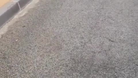 Dog takes a jump on swimming pool