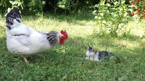 Will the rooster jump on the kitten or not?