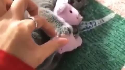 Don't touch my Teddy