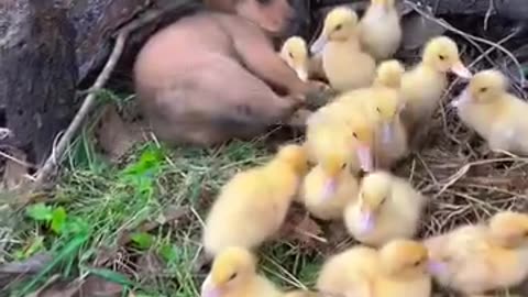 Cute dog and ducklings