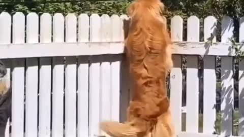 Golden Retriever funny dance!!