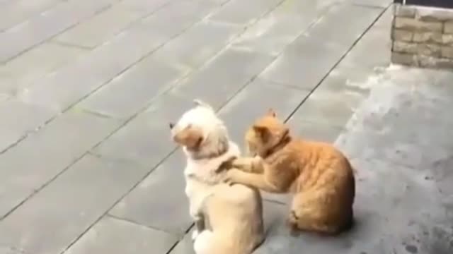 This puppy has a cat massaging it