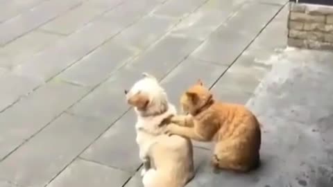 This puppy has a cat massaging it