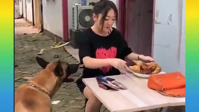 Cute dogs-- ❤️ baby dogs ---- cute and funny dog videos compilation