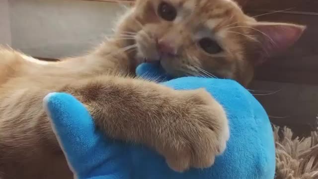 Pretty little kitty