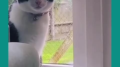Cats😻