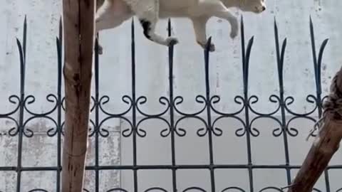 Funny ultra legend cute cat