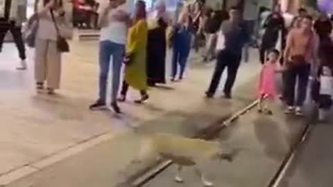 A maior felicidade é vê eles felizes!❤️🐶😍🐾🐾 @blogueiropet