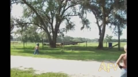 Large Female Peacock Chases And Lunges At Boy Provoking Him