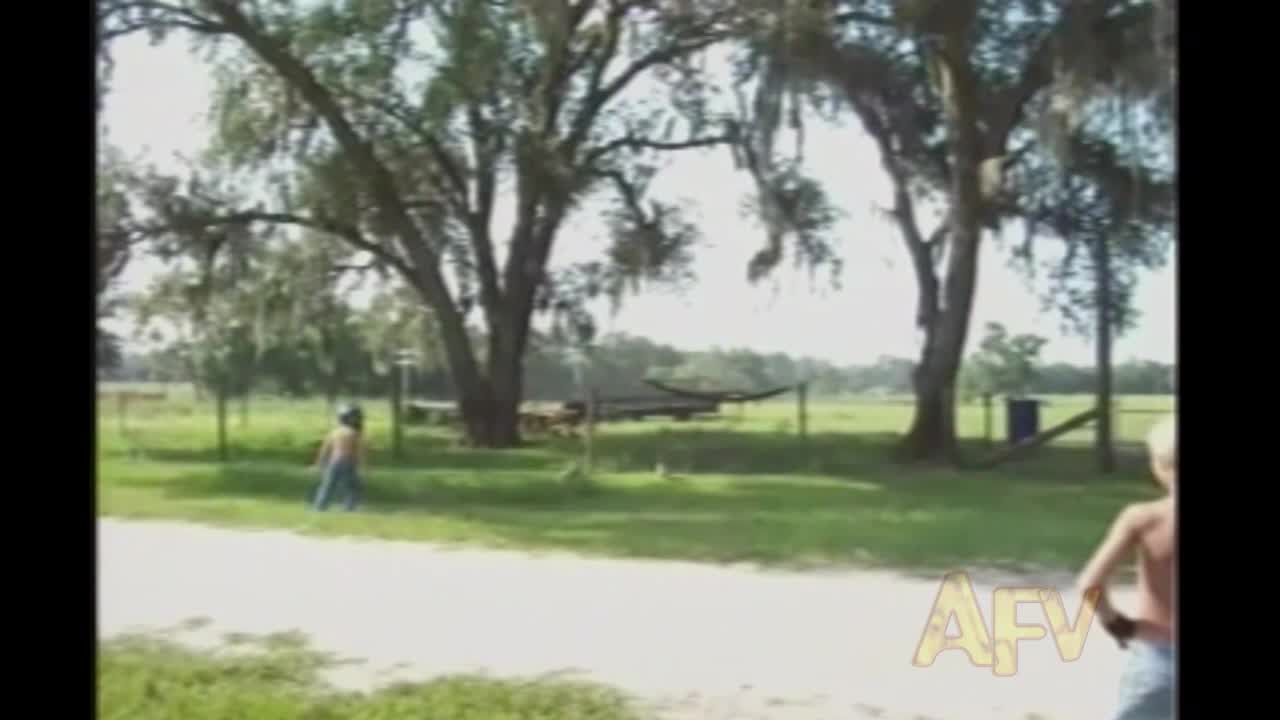 Large Female Peacock Chases And Lunges At Boy Provoking Him