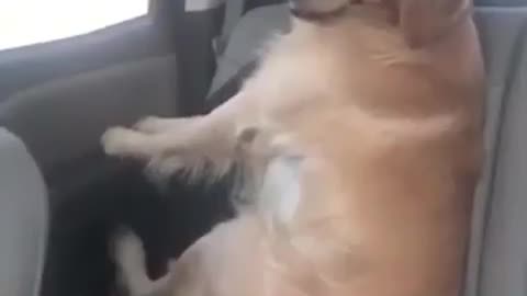 That sly dawg