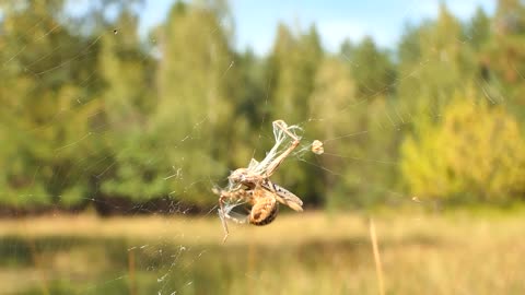 Spider eats flyfly।।spider
