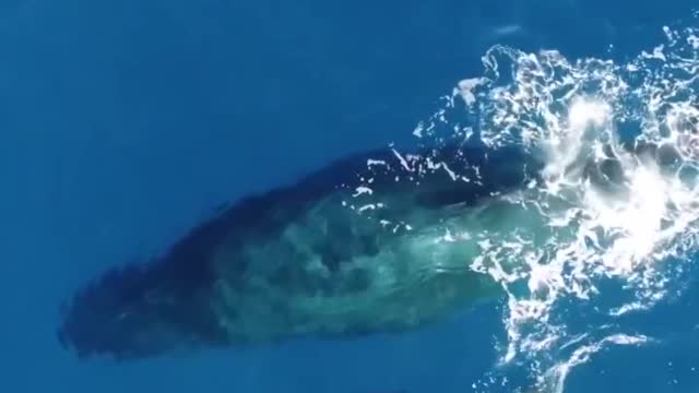 🐋 O que você diz sobre essa dupla baleia-baleia? 😍 Olha essas imagens