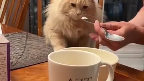 Cat Vomiting 🤮🤧