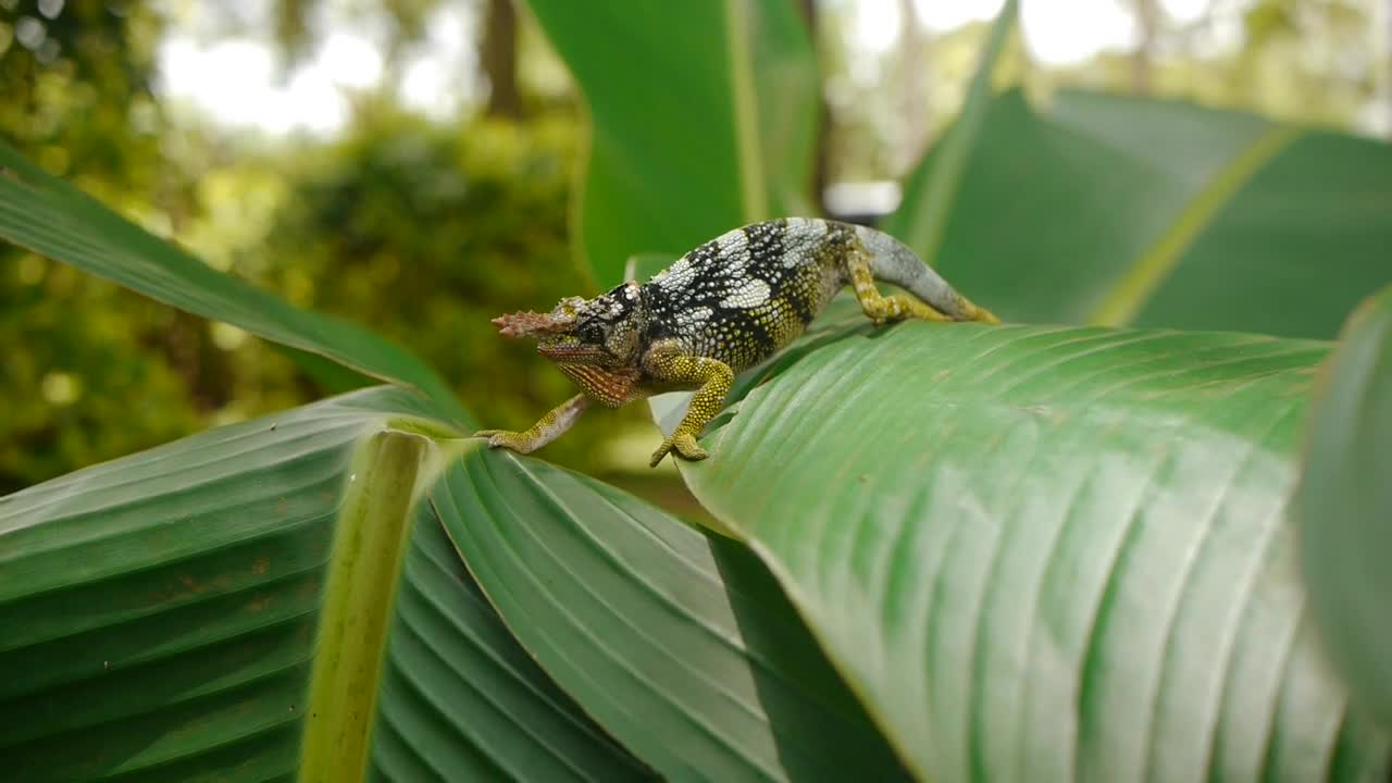 Two-Horned Chameleon