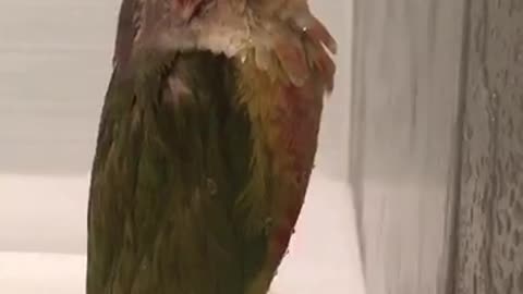My conure is a Zen monc.