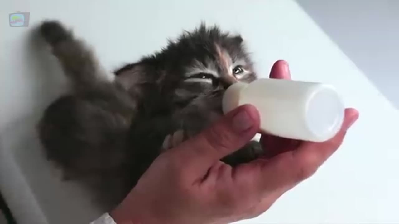 Cate fanny video . cate new video . cate fight video