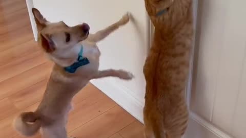Clever Cat help his dog best friend to get his favorite toy.