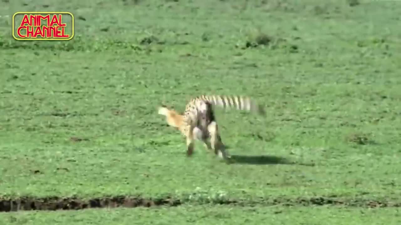 #Most #Amazing #Big #Cats #Hunting #Attack Compilation Cheetah Lions Jaguar Leopard