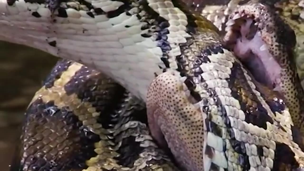 Python and alligator FIGHT