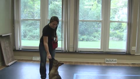Best method to train dog to pay attention