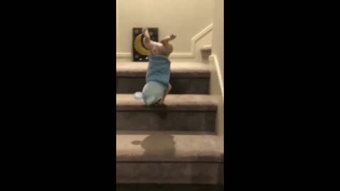 #funny animals #Try Not To Laugh Watching Funny Animals Video | Funniest Animals Video 2022