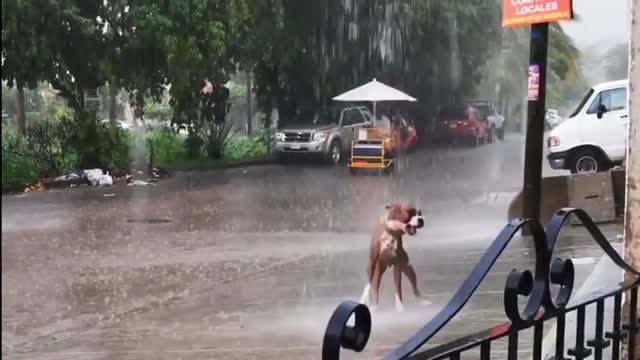 Playful Dog loves playing in the rain