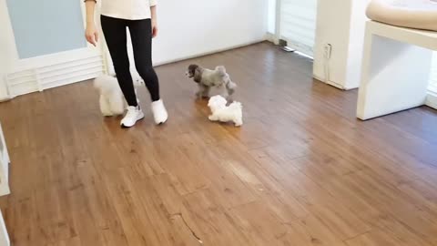 Cute cat playing