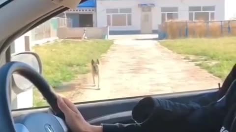 Hilarious Animals Caught on Camera!"